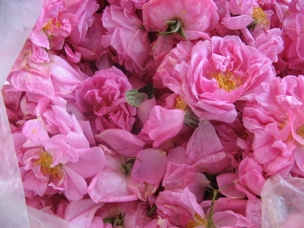 Organic French Rose Essential Oil - Rosa Damascena - Imported from