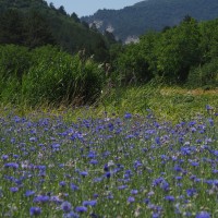 RECOLTE ET DISTILLATION DU BLEUET