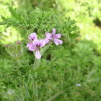 L'EAU FLORALE DE GERANIUM BIO (BOURBON ET ROSAT)