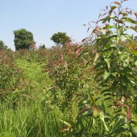 ORGANIC EUCALYPTUS CITRIODORA FROM CONGO