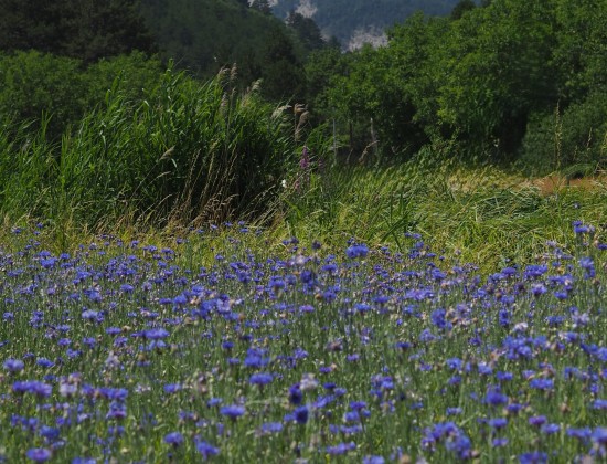 RECOLTE ET DISTILLATION DU BLEUET
