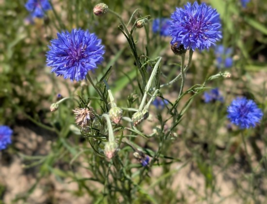 RECOLTE ET DISTILLATION DU BLEUET