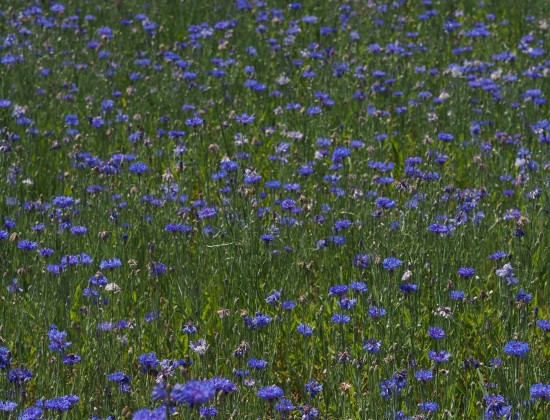 RECOLTE ET DISTILLATION DU BLEUET