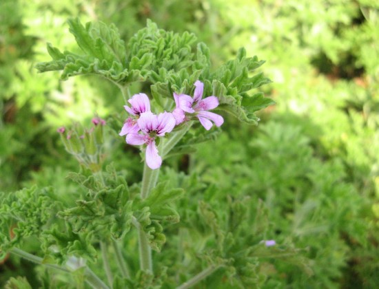 L'EAU FLORALE DE GERANIUM BIO (BOURBON ET ROSAT)