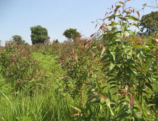 ORGANIC EUCALYPTUS CITRIODORA FROM CONGO