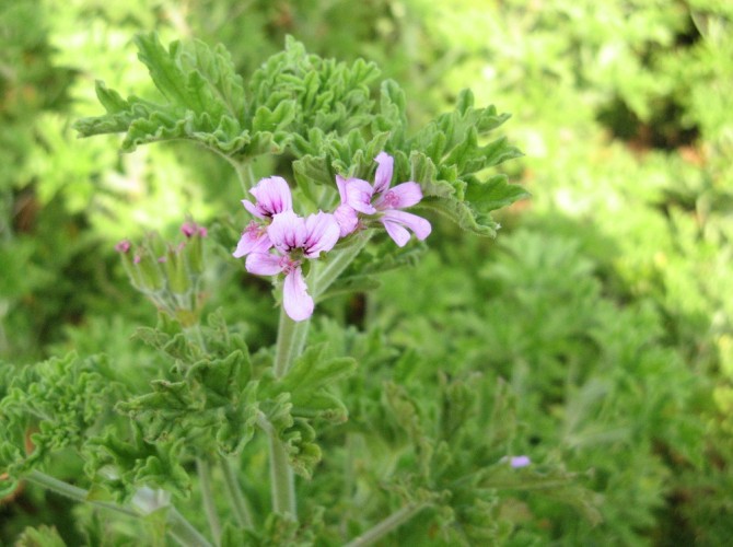 L'EAU FLORALE DE GERANIUM BIO (BOURBON ET ROSAT)