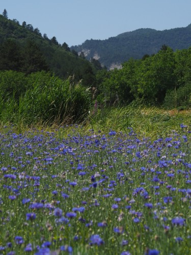 RECOLTE ET DISTILLATION DU BLEUET